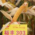 裕豐303 裕豐303