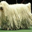 可蒙多犬 可蒙多犬