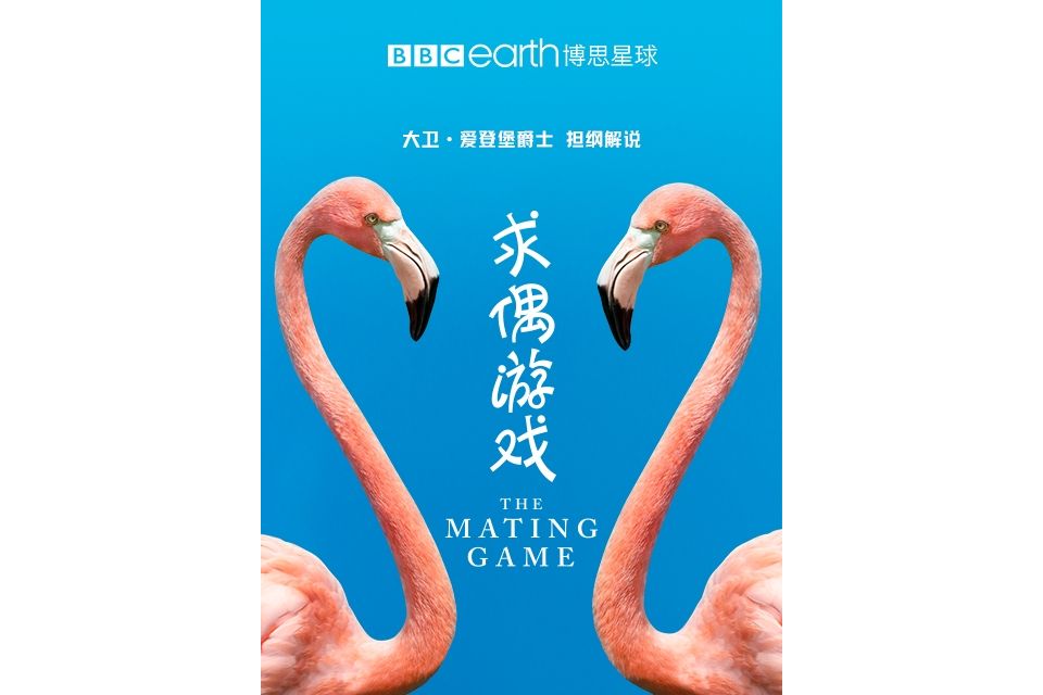 求偶遊戲 求偶遊戲