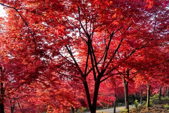 希臘紅楓 希臘紅楓