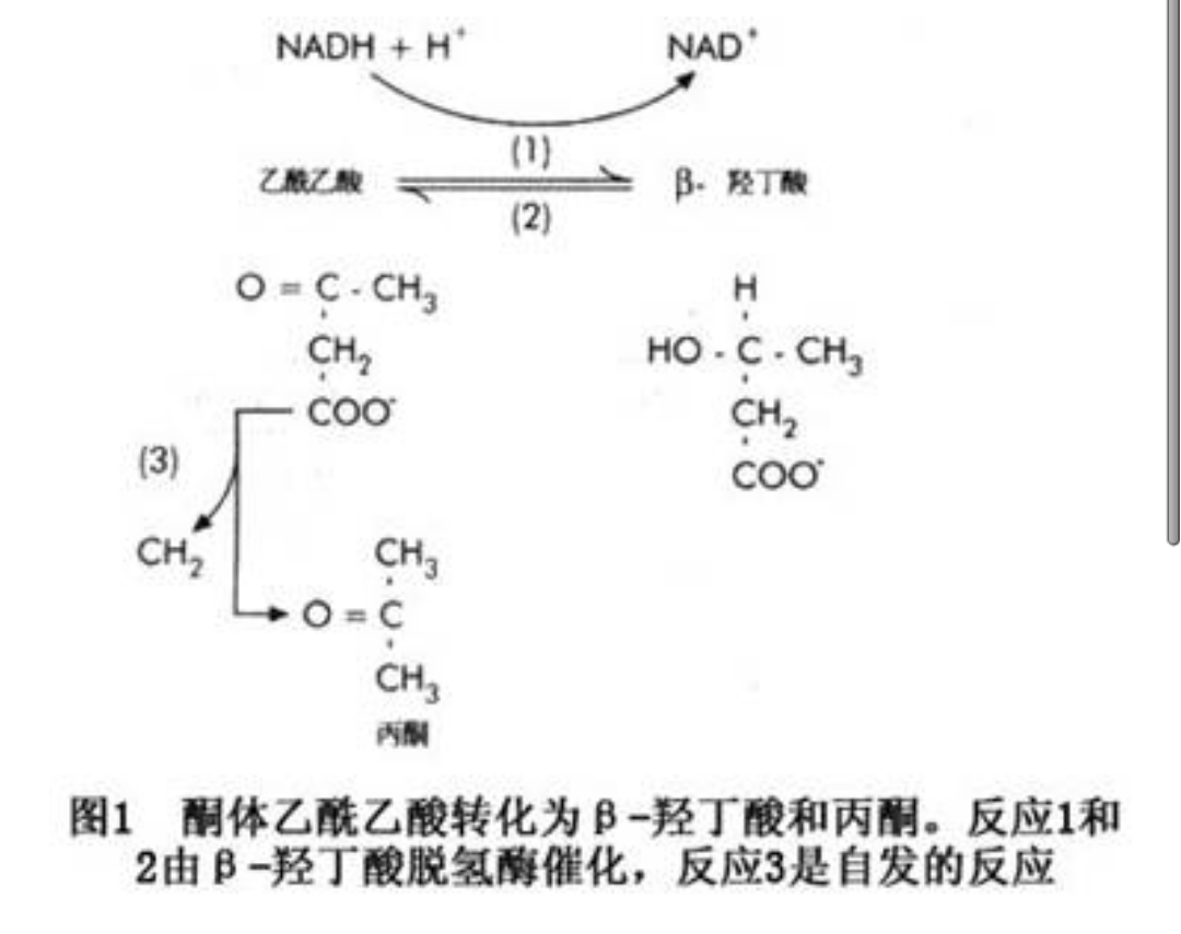 血漿酮體