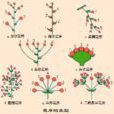 柔荑花序