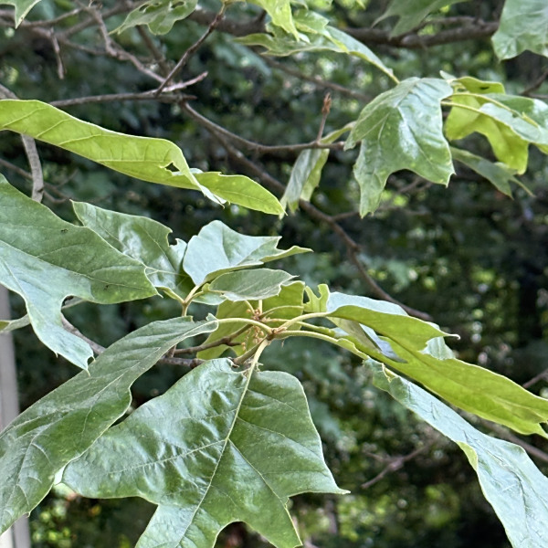 南方紅櫟