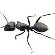 ant(螞蟻)