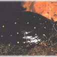 黃星石龜