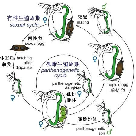 枝角類Daphnia的有性生殖產生休眠卵