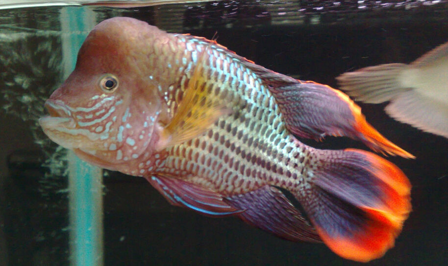 紅尾皇冠魚