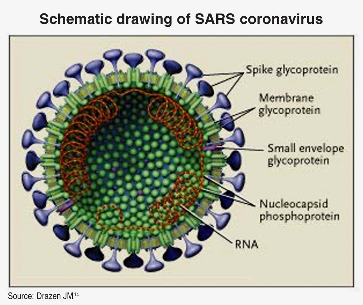 新型冠狀病毒結構圖