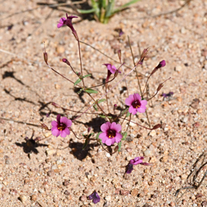 Erythranthe hardhamiae