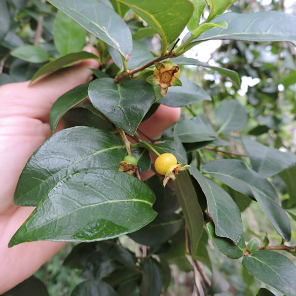 Campomanesia eugenioides