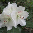 蝶花杜鵑 蝶花杜鵑