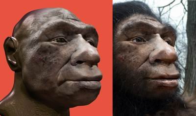 早期和晚期原始人類對比圖