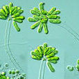 鞭毛藻類