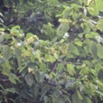 華椴