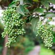 蘡薁根(蘡薁根) 蘡薁根(蘡薁根)
