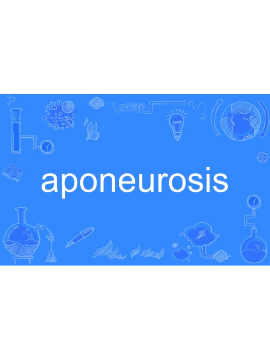 aponeurosis aponeurosis