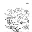 綿毛娃兒藤(綿毛娃兒藤) 綿毛娃兒藤(綿毛娃兒藤)