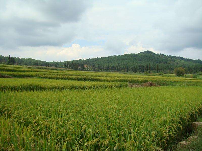 皮格村 皮格村