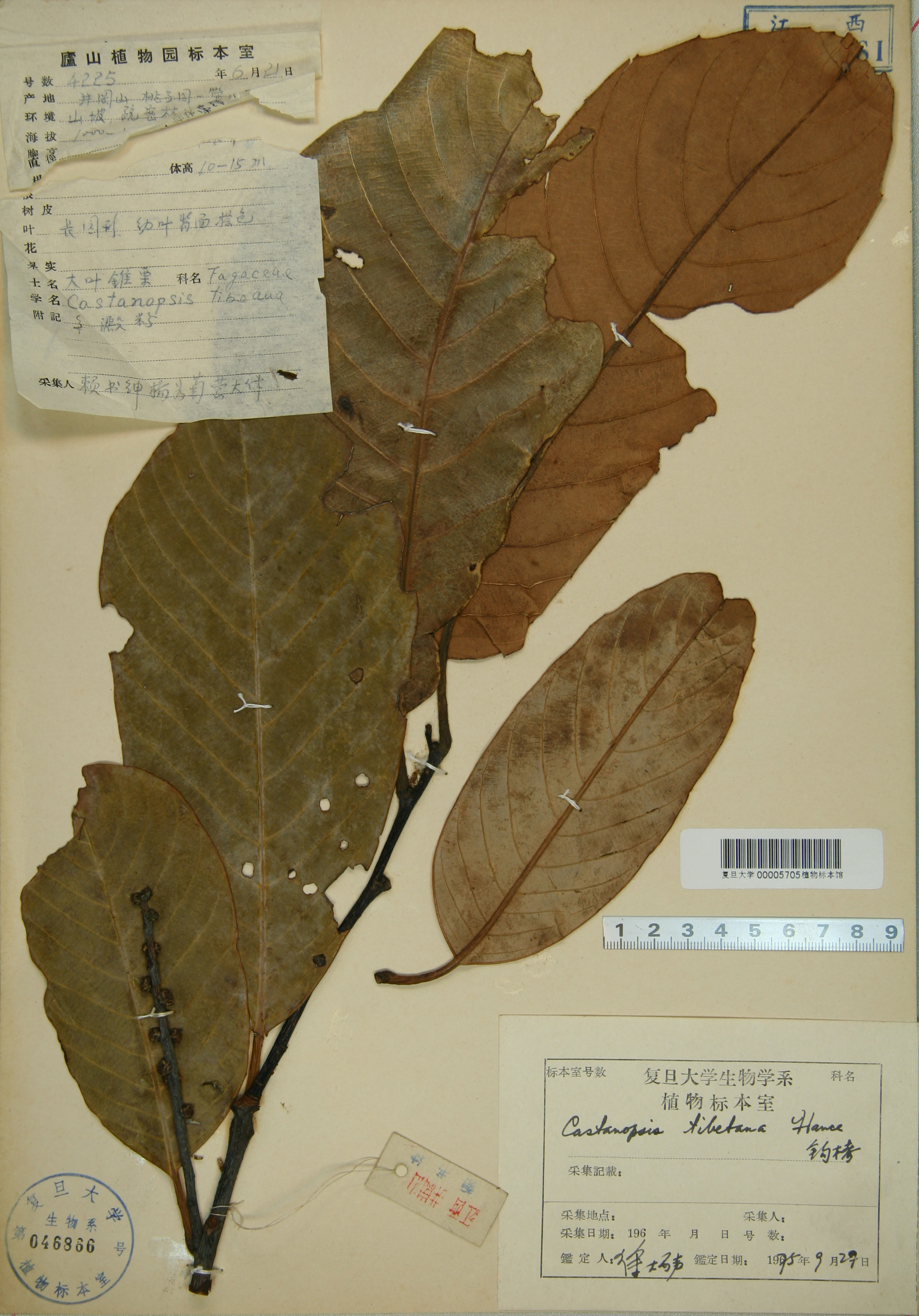 Castanopsis tibetana Hance