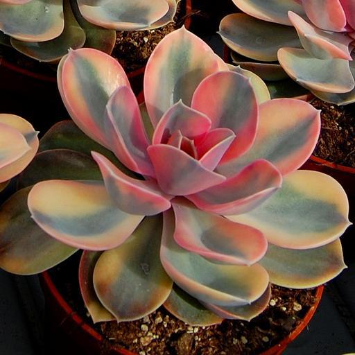 彩虹(景天科擬石蓮屬多肉植物) 彩虹(景天科擬石蓮屬多肉植物)
