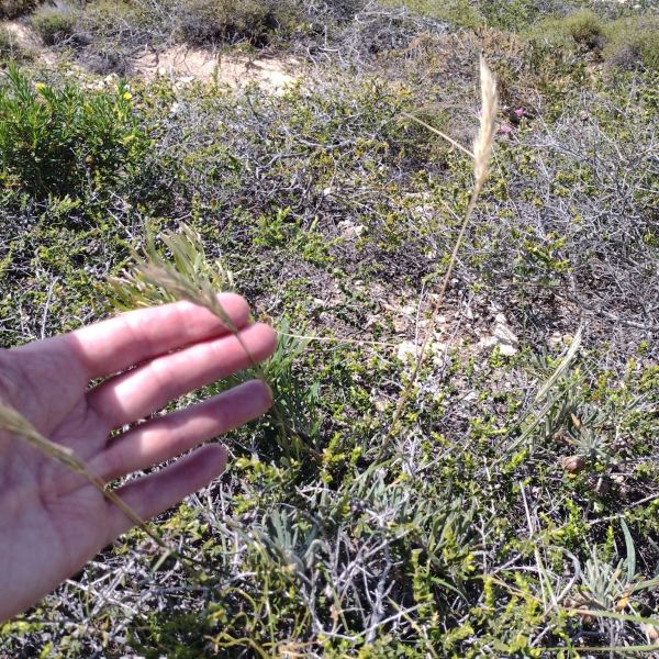 Rytidosperma acerosum