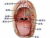 口咽部解剖圖