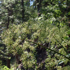 Aralia bicrenata
