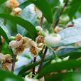 折柄茶 折柄茶