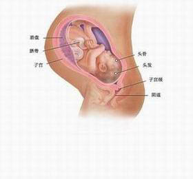 嬰兒在子宮內的位置圖