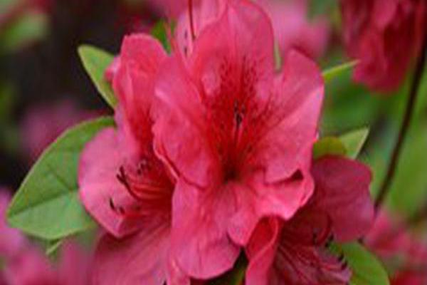 Rhododendron \x27Girard\x27s Crimson\x27 Rhododendron \x27Girard\x27s Crimson\x27