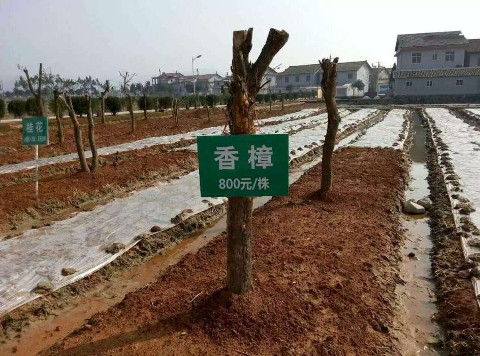 白洲村