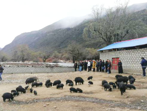 2019年1月傾多鎮康達村、葉巴村、朱西村藏香豬養殖項目