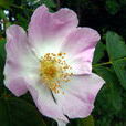 犬薔薇 犬薔薇