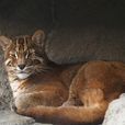 彪(動物名稱) 彪(動物名稱)