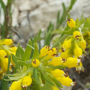 Moltkia aurea