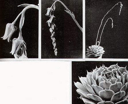 Echeveria hyalina Walther (1958)