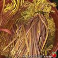 吉林蕨菜 吉林蕨菜