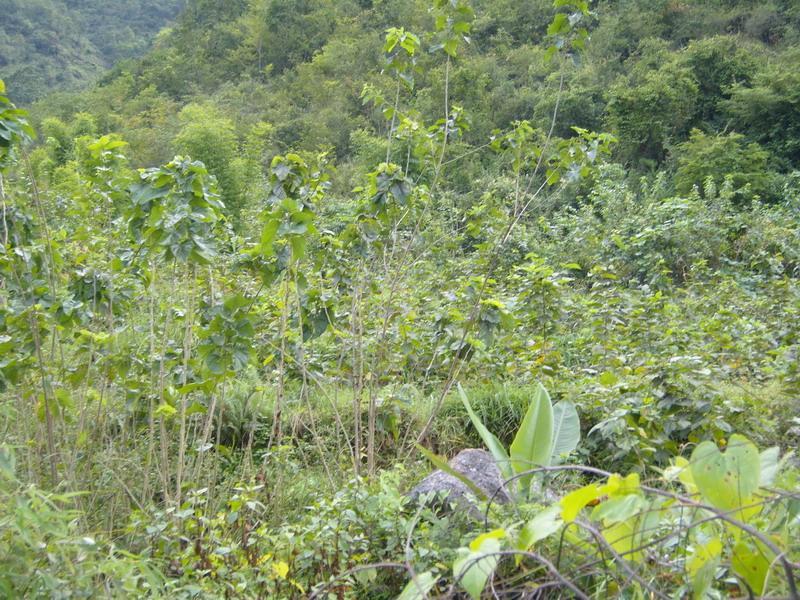 代家坪村 代家坪村