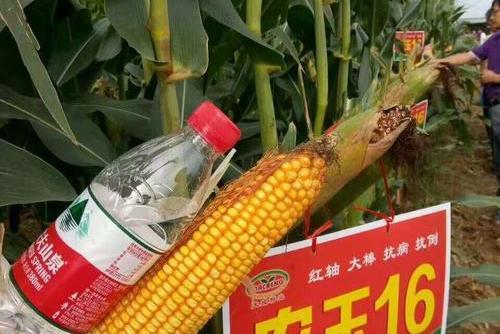農玉16 農玉16