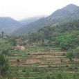 東瓜村(雲南會澤縣上村鄉下轄村) 東瓜村(雲南會澤縣上村鄉下轄村)