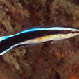 飄飄魚 飄飄魚