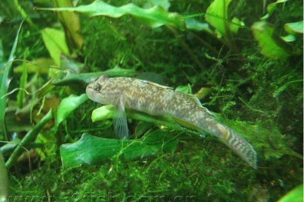 犀孔鰕虎魚屬 犀孔鰕虎魚屬