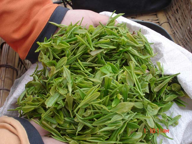 海青綠茶