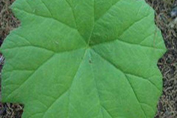 Astilboides tabularis Astilboides tabularis
