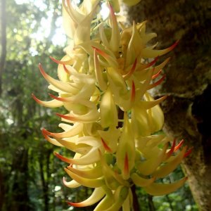 Strongylodon craveniae