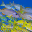 海洋魚類