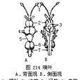 嗅葉 嗅葉