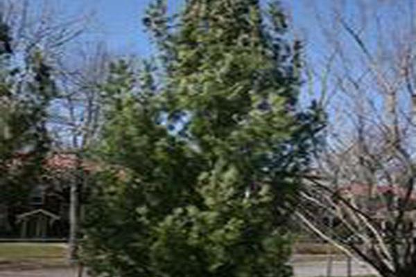Pinus strobus \x27Fastigiata\x27 Pinus strobus \x27Fastigiata\x27