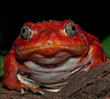 馬達加斯加番茄蛙