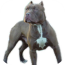 王者比特犬